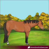 Horse Color:Bay 
