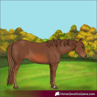 Horse Color:Chestnut 