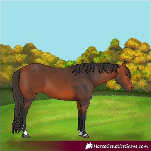Horse Color:Bay 