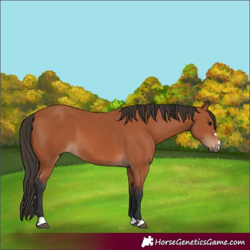 Horse Color:Bay 