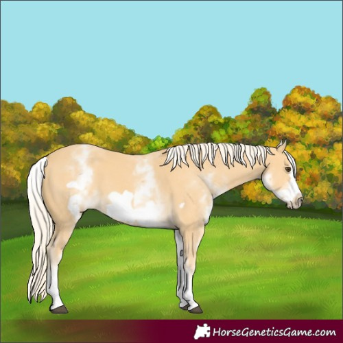 Horse Color:White Spotted Palomino Frame 
