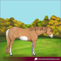 Horse Color:White Spotted Chestnut Frame 