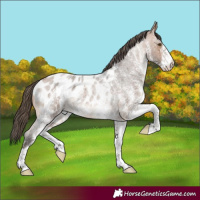 Horse Color:White Spotted Bay Roan Appaloosa 