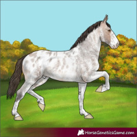 Horse Color:White Spotted Bay Roan Appaloosa
