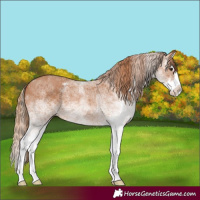 Horse Color:White Spotted Chestnut Splash