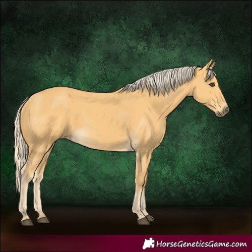 Horse Color:Palomino 