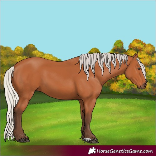 Horse Color:Silver Bay 