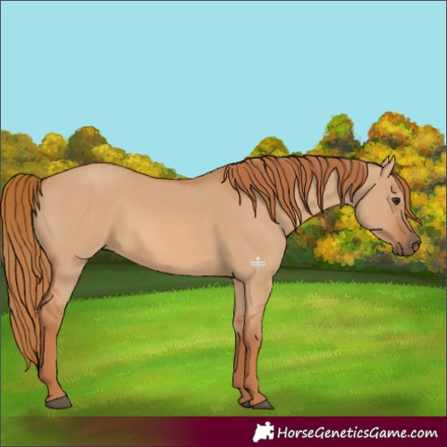 Horse Color:Red Dun 