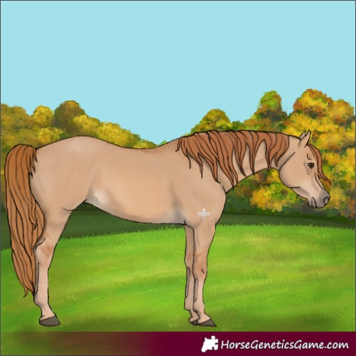 Horse Color:Red Dun 