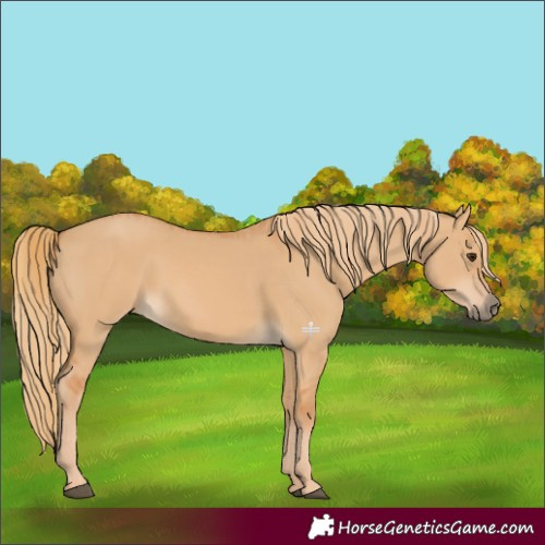 Horse Color:Red Dun  and Red Dun 