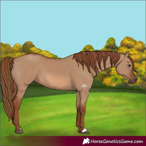 Horse Color:Red Dun 