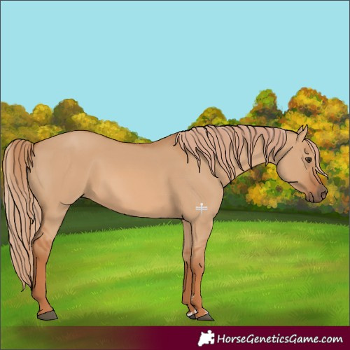 Horse Color:Red Dun 