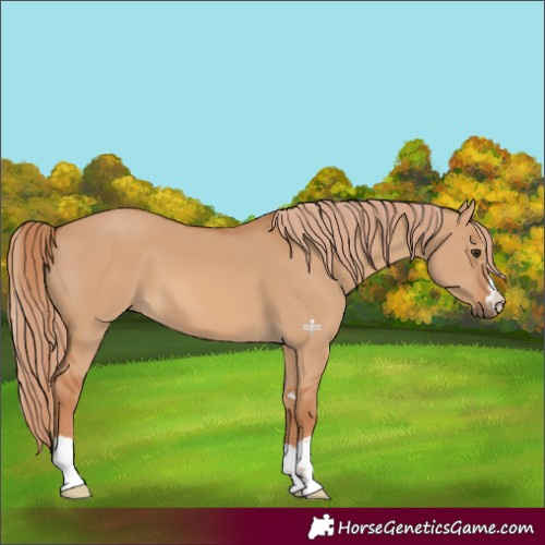 Horse Color:Red Dun 