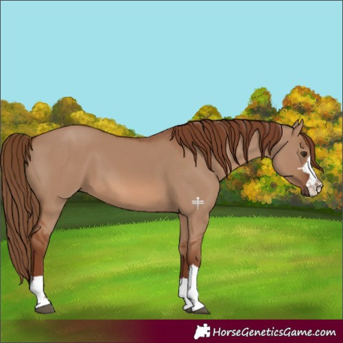 Horse Color:Red Dun 