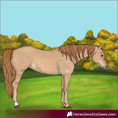 Horse Color:Red Dun 