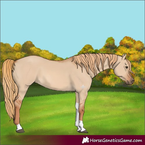 Horse Color:Red Dun Tobiano 