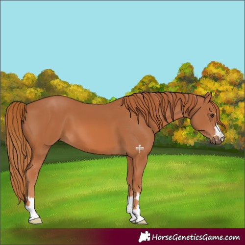 Horse Color:Chestnut 