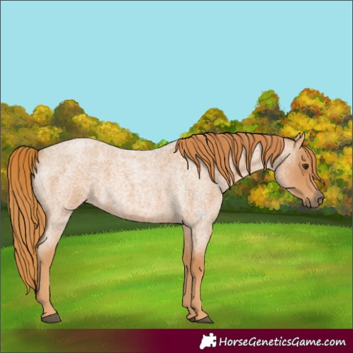 Horse Color:Red Roan 