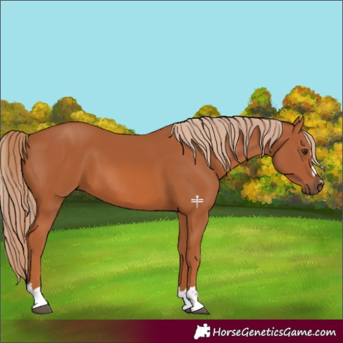 Horse Color:Chestnut 