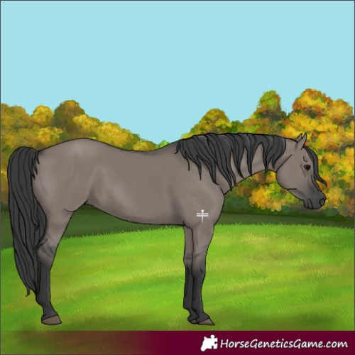 Horse Color:Grullo Rabicano 