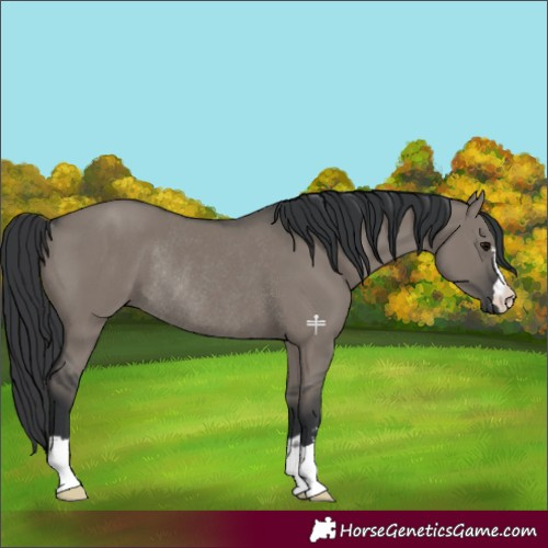 Horse Color:Grullo Rabicano 