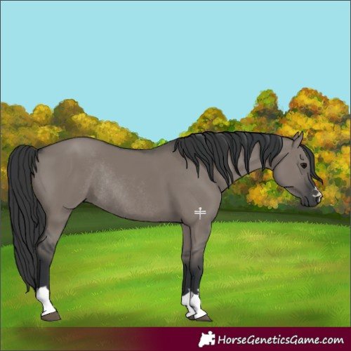 Horse Color:Grullo Rabicano 