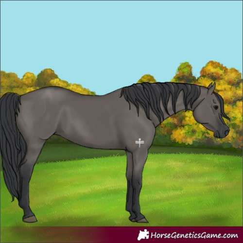 Horse Color:Grullo Rabicano 