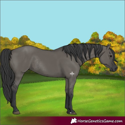 Horse Color:Grullo Rabicano 