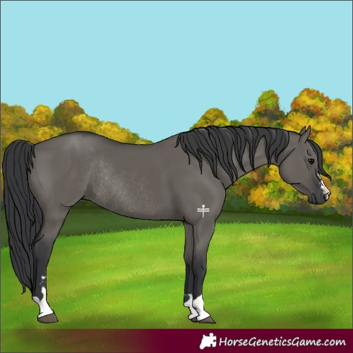 Horse Color:Grullo Rabicano 