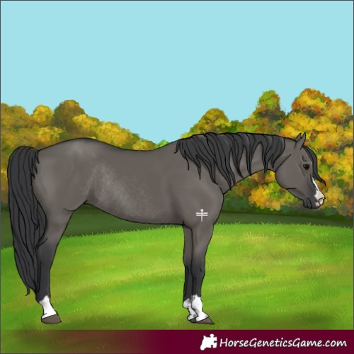 Horse Color:Grullo Rabicano 