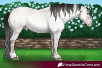 Horse Color:Gray White Spotted Classic Champagne Ice Roan Onyx 