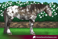 Horse Color:Gray White Spotted Classic Champagne Ice Onyx Appaloosa 