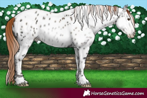 Horse Color:Gray White Spotted Classic Champagne Ice Pearl Onyx Appaloosa