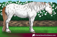 Horse Color:Gray White Spotted Classic Champagne Ice Pearl Onyx Appaloosa 