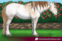 Horse Color:Gray White Spotted Gold Champagne Ice Pearl Onyx Appaloosa 