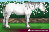 Horse Color:Gray White Spotted Classic Champagne Ice Onyx