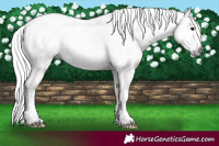 Horse Color:Gray White Spotted Classic Champagne Ice Onyx
