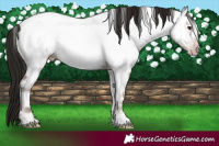 Horse Color:Gray White Spotted Classic Champagne Ice Onyx Appaloosa 
