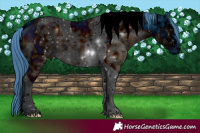 Horse Color:ERROR: UNKNOWN ANOMALY