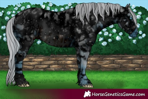 Horse Color:ERROR: UNKNOWN ANOMALY