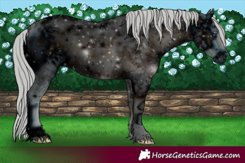 Horse Color:ERROR: UNKNOWN ANOMALY