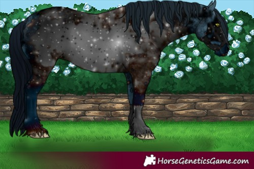 Horse Color:ERROR: UNKNOWN ANOMALY