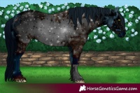 Horse Color:ERROR: UNKNOWN ANOMALY