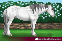 Horse Color:White Spotted Black Ice Tobiano Rabicano 