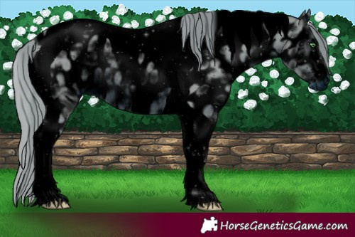 Horse Color:ERROR: UNKNOWN ANOMALY