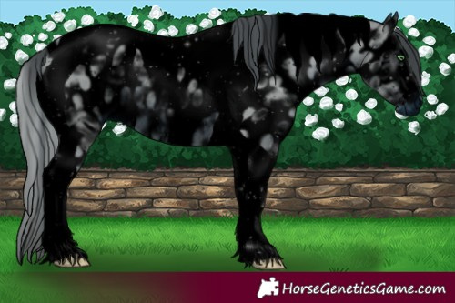 Horse Color:ERROR: UNKNOWN ANOMALY