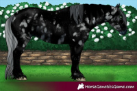 Horse Color:ERROR: UNKNOWN ANOMALY