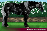 Horse Color:ERROR: UNKNOWN ANOMALY