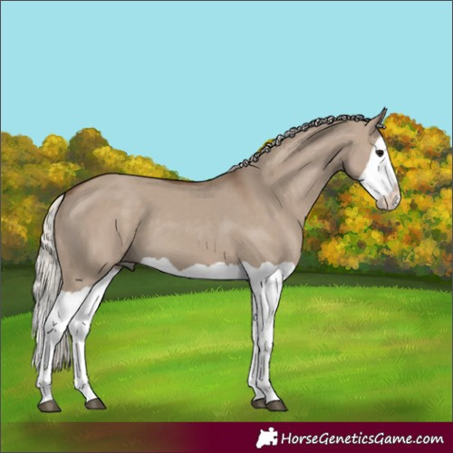 Horse Color:Silver Grullo Splash 