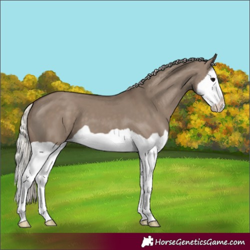 Horse Color:Silver Grullo Splash 